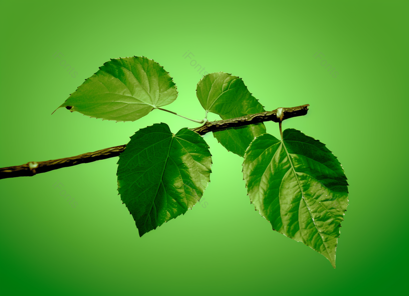 新鲜树叶色彩太阳物体绿色多叶阳光医学植物学实拍照片,高清,摄影图,摄影图片,图片大全,摄影图免费下载